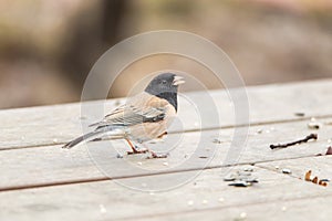 Brown-backed dark-eyed junco sparrow, Junco hyemalis, aka Oregon junco