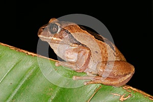 Brown-backed tree frog