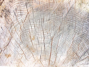 Brown background large circular piece of wood cross section with tree ring texture pattern and cracks. Backdrop detailed organic n