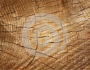 Brown background large circular piece of wood cross section with tree ring texture pattern and cracks. Backdrop detailed organic n