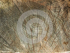 Brown background large circular piece of wood cross section with tree ring texture pattern and cracks. Backdrop detailed organic n