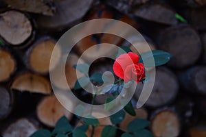 brown background and red rose