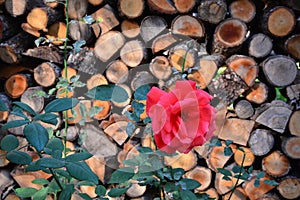 Brown background and red rose