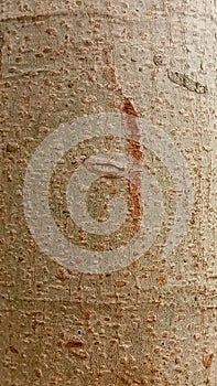 Brown background trunk of a palm closeup. Bark from a palm tree make a tropical background.