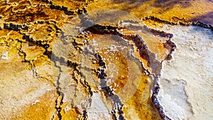 Brown Bacteria Mats created by cyanobacteria in the water of the Travertine Terraces formed by the Geysers on the Main Terrace at