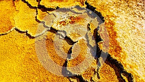 Brown Bacteria Mats created by cyanobacteria in the water of the Travertine Terraces formed by the Geysers on the Main Terrace at