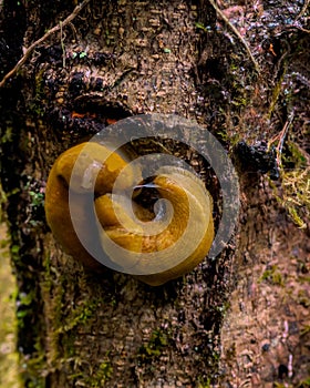 Brown Banana slugs on a tree