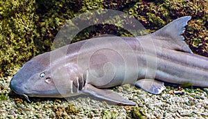 Brown banded bamboo shark in closeup, tropical fish from the indo-pacific ocean