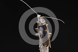 Brown banded cockroach, Supella longipalpa, Satara,Maharashtra photo