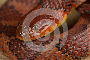 Brown-banded water snake Helicops angulatus