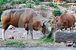 Brown banteng and calf eating grass