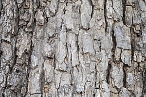Brown of bark for background and artwork.