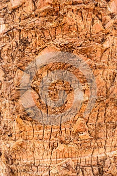 Brown bark coconut tree