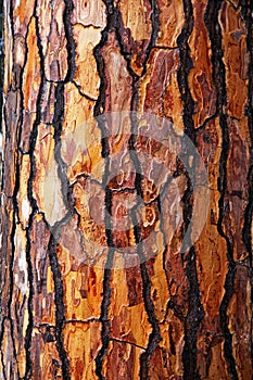 Brown bark of pine tree