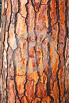 Brown bark of pine tree