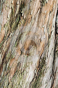 Brown bark of a tree