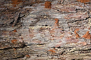 Brown bark of tree close up.