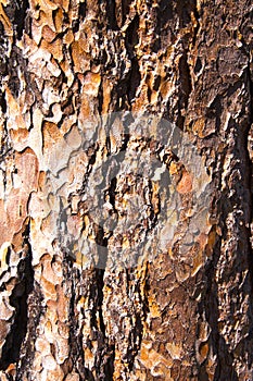 Brown bark