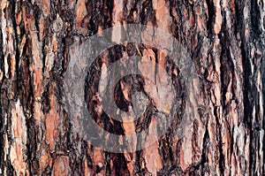 The brown bark on the trunk of pine.