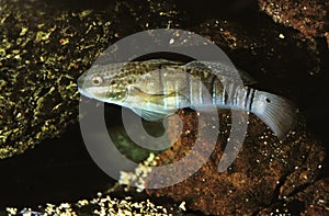 BROWN BARRED GOBY amblygobius phalaena