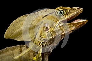 Brown Basilisk (Basiliscus vittatus)