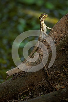 Brown Basilisk - Basiliscus vittatus, beautiful large brown lizard