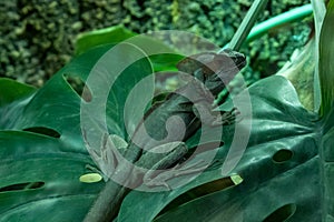 A brown basilisk Basiliscus vittatus or the common or striped basilisk lizard on a large leaf in the rainforest
