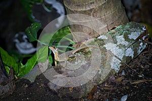 Brown Basilisk & x28;Basiliscus vittatus& x29; in Costa Rica