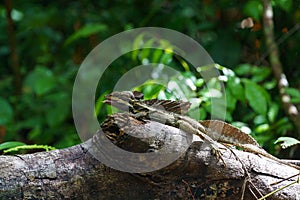 Brown Basilisk & x28;Basiliscus vittatus& x29; in Costa Rica