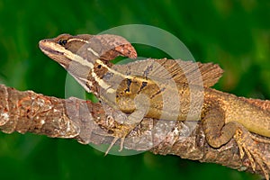 Brown Basilisk, Basiliscus vittatus, in the nature habitat. Beautiful portrait of rare lizard from Costa Rica. Basilisk in the