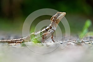 Brown Basilisk - Basiliscus vittatus, referred to as the striped basilisk or common basilisk, basilisk lizard in the family