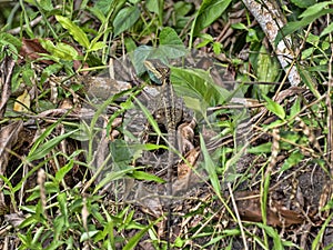 Brown Basilisk, Basiliscus vittatus, sitting on the ground in Cockscob Basin wildlife sanctuary Belize