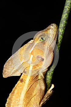 Brown basilisk, Basiliscus vittatus Tortuguero, Costa Rica