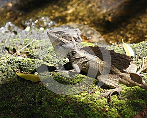 Brown Basilisk, Jesus Christ Lizard