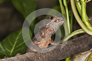 BROWN BASILISK LIZARD basiliscus vittatus, ADULT ON BRANCH