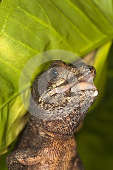 BROWN BASILISK LIZARD basiliscus vittatus, ADULT CRYING