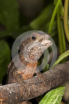 BROWN BASILISK LIZARD basiliscus vittatus, ADULT STANDING ON BRANCH