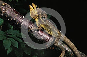 BROWN BASILISK LIZARD basiliscus vittatus, ADULT STANDING ON BRANCH