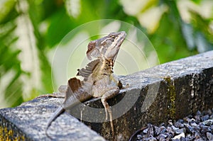Brown Basilisk Lizard