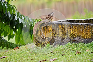 Brown Basilisk Lizard