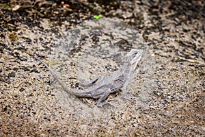 Brown basilisk lizard