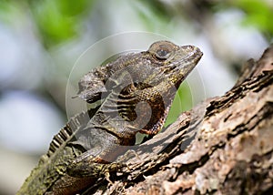 Brown Basilisk lizard on a tree branch.