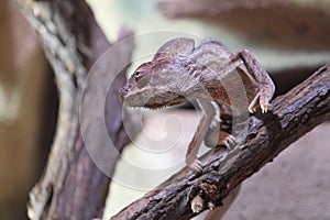 Brown basilisk