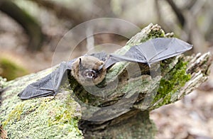 Brown Bat teeth and fangs, Georgia USA