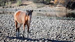 Brown bay colt wild horse on the gravel rock bank of the Salt River near Mesa Arizona USA