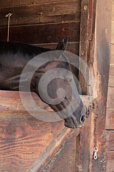 Brown bay horse view out the stable in a barn