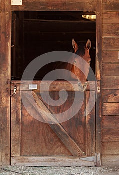 Brown bay horse view out the stable in a barn