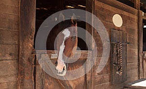 Brown bay horse view out the stable in a barn