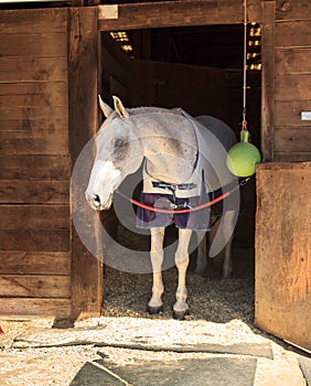 Brown bay horse view out the stable in a barn