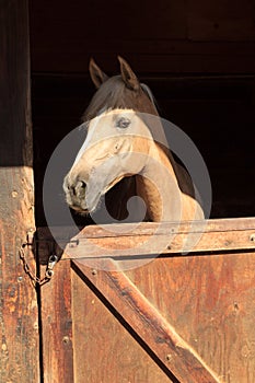 Brown bay horse view out the stable in a barn